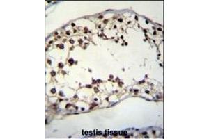 PIH1D2 Antibody (C-term) (ABIN655237 and ABIN2844841) immunohistochemistry analysis in formalin fixed and paraffin embedded human testis tissue followed by peroxidase conjugation of the secondary antibody and DAB staining. (PIH1D2 Antikörper  (C-Term))