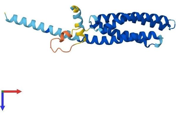 TMEM17 Protein (AA 1-198) (His tag)