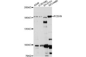 Western blot analysis of extracts of various cell lines, using PCDH9 antibody. (Protocadherin 9 Antikörper)