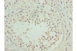 Immunohistochemistry of paraffin-embedded human testis tissue using ABIN7166851 at dilution of 1:100 (RHPN1-AS1 Antikörper  (AA 1-59))