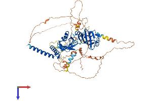 SIM2 Protein (AA 1-657) (His tag)