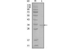 Western blot analysis using FRK mouse mAb against truncated FRK-His recombinant protein (1). (FRK Antikörper  (AA 2-300))