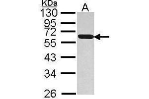 WB Image Sample (30 ug of whole cell lysate) A: Hep G2 , 12% SDS PAGE antibody diluted at 1:1000