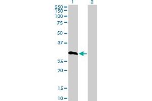 Western Blot analysis of IGFBP6 expression in transfected 293T cell line by IGFBP6 MaxPab polyclonal antibody. (IGFBP6 Antikörper  (AA 1-240))
