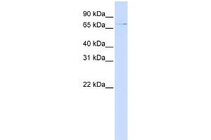 WB Suggested Anti-ZNF324 Antibody Titration:  0. (ZNF324 Antikörper  (N-Term))