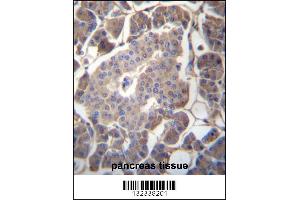 GP2 Antibody immunohistochemistry analysis in formalin fixed and paraffin embedded human pancreas tissue followed by peroxidase conjugation of the secondary antibody and DAB staining. (GP2 Antikörper  (N-Term))