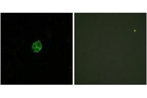 Immunofluorescence analysis of HuvEc cells, using GPR151 Antibody. (GPR151 Antikörper  (AA 370-419))