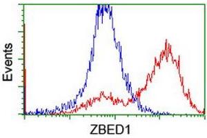 HEK293T cells transfected with either RC202011 overexpress plasmid (Red) or empty vector control plasmid (Blue) were immunostained by anti-ZBED1 antibody (ABIN2455922), and then analyzed by flow cytometry. (ZBED1 Antikörper)