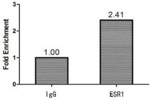 Chromatin Immunoprecipitation MCF-7 (1. (Estrogen Receptor alpha Antikörper  (AA 10-591))