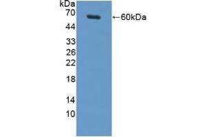MUC20 Antikörper  (AA 113-347)