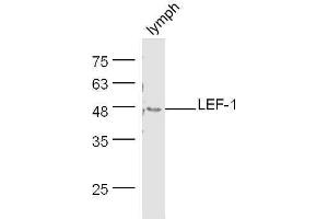 Mouse lymph node lysates probed with Rabbit Anti-LEF-1 Polyclonal Antibody, Unconjugated  at 1:500 for 90 min at 37˚C. (LEF1 Antikörper  (AA 331-399))