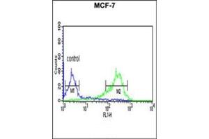 Flow Cytometric analysis of MCF-7 cells using HAPLN1 Antibody (N-term) Cat. (HAPLN1 Antikörper  (N-Term))