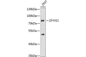 Western blot analysis of extracts of 293T cells, using ZFYVE1 antibody (ABIN6128964, ABIN6150436, ABIN6150437 and ABIN6223429) at 1:1000 dilution. (ZFYVE1 Antikörper  (AA 1-280))