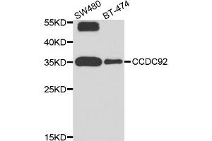 Western blot analysis of extracts of various cell lines, using CCDC92 antibody (ABIN5974817) at 1/1000 dilution. (CCDC92 Antikörper)