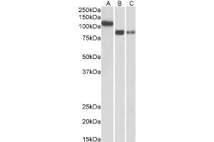 ABIN2851821 (0. (Cadherin 13 Antikörper  (Internal Region))