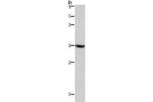 Gel: 8 % SDS-PAGE, Lysate: 40 μg, Lane: HT29 cells, Primary antibody: ABIN7190847(GPR171 Antibody) at dilution 1/400, Secondary antibody: Goat anti rabbit IgG at 1/8000 dilution, Exposure time: 3 minutes (GPR171 Antikörper)