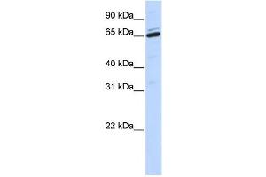 Western Blotting (WB) image for anti-Arylsulfatase H (ARSH) antibody (ABIN2458872)