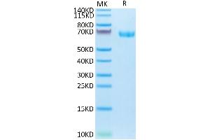 SDS-PAGE (SDS) image for Leukocyte Immunoglobulin-Like Receptor, Subfamily B (With TM and ITIM Domains), Member 2 (LILRB2) (AA 24-457) protein (His tag) (ABIN7275157)