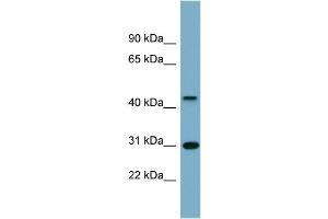 WB Suggested Anti-ARMCX3 Antibody Titration:  0. (ARMCX3 Antikörper  (Middle Region))