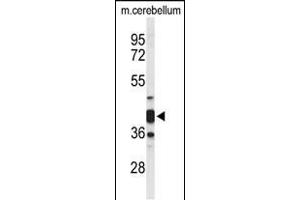 Western blot analysis of CYTH3 Antibody (C-term) (ABIN653626 and ABIN2842979) in mouse cerebellum tissue lysates (35 μg/lane).