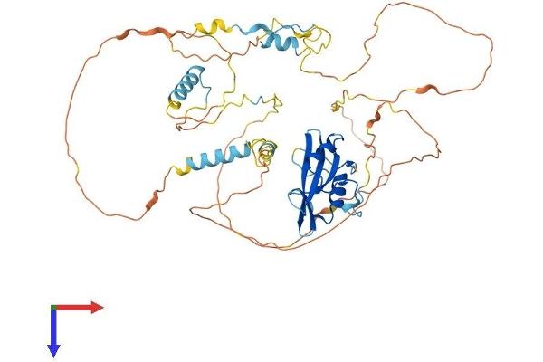 SHB Protein (AA 1-509) (His tag)