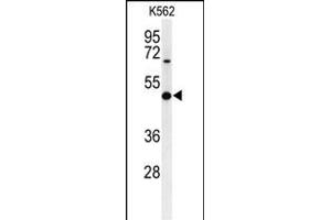Western blot analysis of B3GAT1 Antibody (N-term) (ABIN653880 and ABIN2843128) in K562 cell line lysates (35 μg/lane). (CD57 Antikörper  (N-Term))