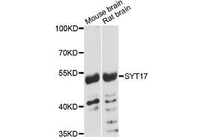 Western blot analysis of extracts of various cell lines, using SYT17 antibody (ABIN5972739) at 1:3000 dilution.