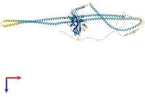 KIF11 Protein (AA 1-1052) (His tag)