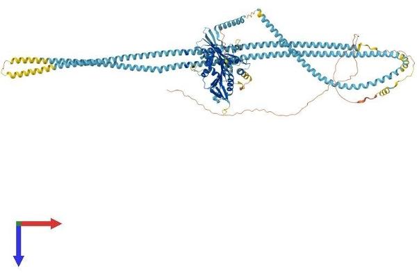 KIF11 Protein (AA 1-1052) (His tag)