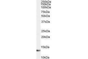 Western Blotting (WB) image for anti-S100 Calcium Binding Protein A4 (S100A4) (C-Term) antibody (ABIN2466229) (s100a4 Antikörper  (C-Term))