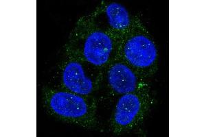 Immunofluorescent analysis of Hepg2 cells, using ATG9A Antibody. (Rekombinanter ATG9A Antikörper)
