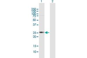 Western Blot analysis of HDHD3 expression in transfected 293T cell line by HDHD3 MaxPab polyclonal antibody. (HDHD3 Antikörper  (AA 1-251))