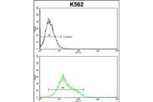 MFN2 Antibody (Center) (ABIN652786 and ABIN2842515) flow cytometric analysis of k562 cells (bottom histogram) compared to a negative control cell (top histogram). (MFN2 Antikörper  (AA 447-476))