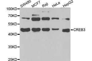 Western blot analysis of extracts of various cell lines, using CREB3 antibody (ABIN5973944) at 1/1000 dilution. (CREB3 Antikörper)