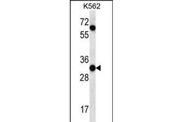 PI15 抗体  (N-Term)