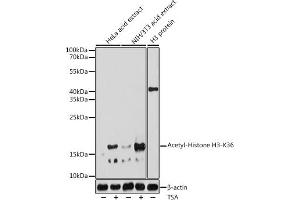 Western blot analysis of extracts of various cell lines, using Acetyl-Histone H3-K36 antibody (ABIN7267739) at 1:1000 dilution. (Histone H4 Antikörper  (H3K36))