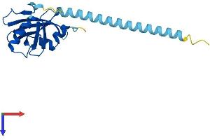 CBFB Protein (AA 1-182) (His tag)
