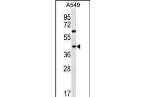 C109B Antibody (C-term) (ABIN656289 and ABIN2845598) western blot analysis in A549 cell line lysates (35 μg/lane). (C109B (AA 291-320), (C-Term) Antikörper)