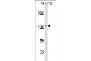 Western blot analysis in mouse lung tissue lysates (35ug/lane). (SEC31A Antikörper  (AA 473-502))