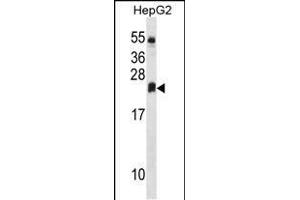 DHRS4L2 Antibody (Center) (ABIN1537823 and ABIN2849908) western blot analysis in HepG2 cell line lysates (35 μg/lane). (DHRS4L2 Antikörper  (AA 132-158))