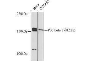Western blot analysis of extracts of various cell lines, using PLC beta 3 (PLC beta 3 (PLCB3)) Rabbit mAb (ABIN7269346) at 1:1000 dilution. (PLCB3 Antikörper)