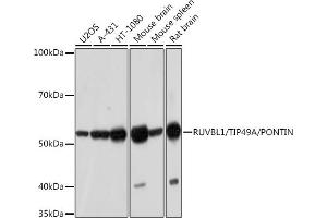 Western blot analysis of extracts of various cell lines, using RUVBL1/TIP49A/PONTIN Rabbit mAb (ABIN7270118) at 1:1000 dilution. (RUVBL1 Antikörper)