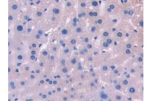 Detection of UMODL1 in Mouse Liver Tissue using Polyclonal Antibody to Uromodulin Like Protein 1 (UMODL1) (UMODL1 Antikörper  (AA 34-306))