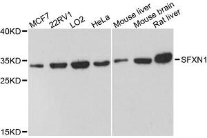 Western blot analysis of extracts of various cell lines, using SFXN1 antibody. (SFXN1 Antikörper)