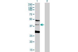 Western Blot analysis of CSDA expression in transfected 293T cell line by CSDA MaxPab polyclonal antibody. (CSDA Antikörper  (AA 1-372))