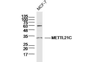 MCF-7 lysates probed with METTL21C Polyclonal Antibody, Unconjugated  at 1:300 dilution and 4˚C overnight incubation. (METTL21C Antikörper  (AA 31-130))