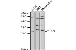 Western blot analysis of extracts of various cell lines, using NCR3 antibody. (NCR3 Antikörper)