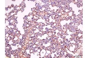 Immunohistochemistry (Paraffin-embedded Sections) (IHC (p)) image for anti-Sialic Acid Binding Ig-Like Lectin 1, Sialoadhesin (SIGLEC1) (AA 851-950) antibody (ABIN2179210)