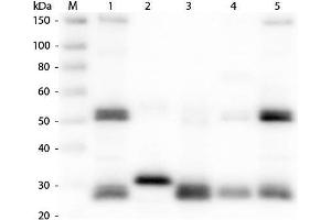 Western Blot of Anti-Rat IgG (H&L) (GOAT) Antibody. (Ziege anti-Ratte IgG Antikörper (DyLight 405) - Preadsorbed)