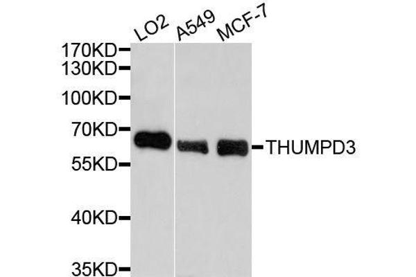 THUMPD3 Antikörper  (AA 1-250)